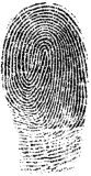 Image of a human fingerprint